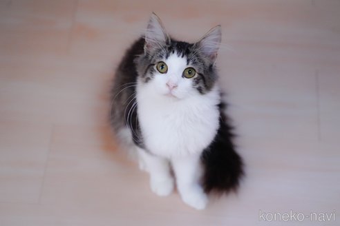 成約済の愛知県のノルウェージャンフォレストキャット-101458の6枚目